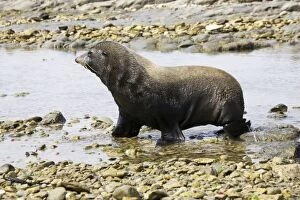 Images Dated 22nd February 2007: Southern Fur Seal / Kokono - walking through rock pool at low tide South Island New Zealand
