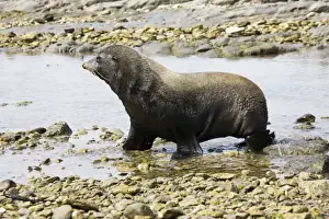 Foster Prints: Southern Fur Seal / Kokono - walking through rock pool at low tide South Island New Zealand
