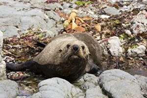 Southern Fur Seal / New Zealand Fur Seal / Kokono - resting on rocks at low tide