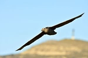 Argentinian Gallery: Southern Giant Petrel