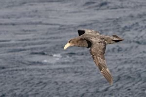 Images Dated 11th January 2008: Southern Giant-Petrel