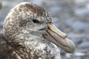 Images Dated 15th January 2008: Southern Giant-Petrel