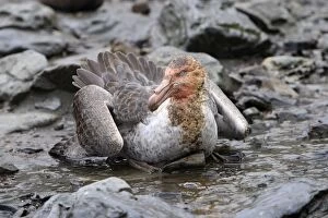 Images Dated 14th January 2008: Southern Giant-Petrel