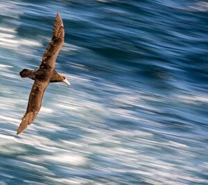 Images Dated 30th December 2014: Southern Giant Petrel / Antarctic Giant Petrel /Giant