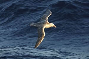 Images Dated 23rd January 2008: Southern Giant-Petrel - Antarctica