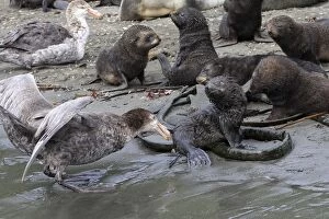 Images Dated 14th January 2008: Southern Giant-Petrel - attacks a baby fur seal