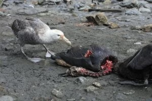 Images Dated 14th January 2008: Southern Giant-Petrel - eating a Penguin