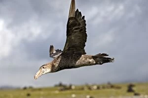 Images Dated 15th January 2008: Southern Giant-Petrel - in flight