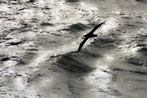 Browed Gallery: Southern Giant Petrel in flight