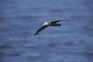 Southern Giant Petrel - In Flight Antarctica BI006890
