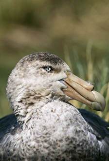 Images Dated 18th October 2004: Southern Giant Petrel (Green bill tip) South Georgia
