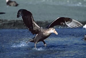 Taking Off Collection: Southern Giant Petrel JPF 12560 Taking off from water Macronectes giganteus © Jean-Paul Ferrero