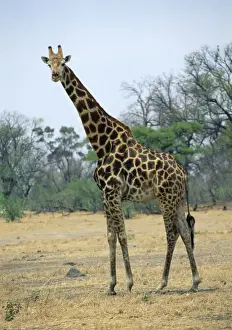 Southern Giraffe