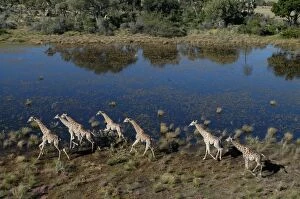 Images Dated 7th May 2004: Southern / Giraffe - Aerial view of Giraffe running Okavango delta, Botswana