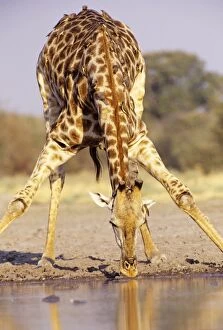 Southern Giraffe - bending down to drink