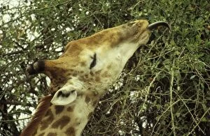 Southern Giraffe - Bull collects twigs and leaves