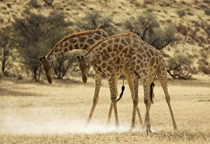 Auob Gallery: Southern Giraffe - fighting males in the dry Auob