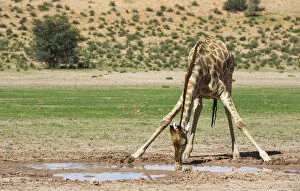 Auob Gallery: Southern Giraffe - male - drinking at a rainwater