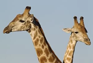 Southern Giraffe - two males