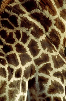 Southern Giraffe markings
