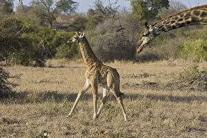 Images Dated 5th August 2008: Southern Giraffe - mother and calf - Mala Mala Reserve - South Africa