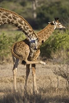 Images Dated 5th August 2008: Southern Giraffe - mother nuzzling calf - Mala Mala Reserve - South Africa