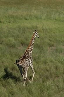 Images Dated 9th March 2004: Southern Giraffe - Okavango Delta Botswana Africa