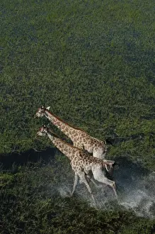 Southern Giraffe - Okavango Delta Botswana Africa