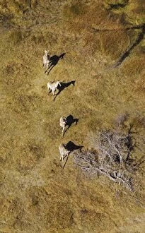 Images Dated 8th September 2014: Southern Giraffe roaming in freshwater marshland aerial view