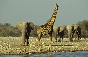 Approaching Gallery: Southern Giraffe - In view of the approaching elephant
