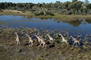 Images Dated 7th May 2004: Southern Giraffes - Okavango Delta Botswana Africa