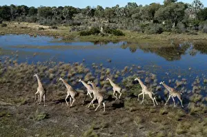 Southern Africa Prints: Southern Giraffes - Okavango Delta Botswana Africa