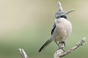 Images Dated 12th May 2010: Southern Grey Shrike