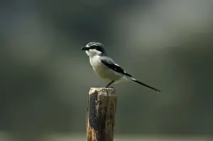 Shrikes Prints: Southern Grey Shrike. Ronda - Spain April