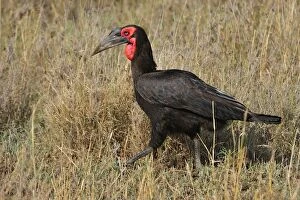 Images Dated 22nd September 2008: Southern Ground Hornbill