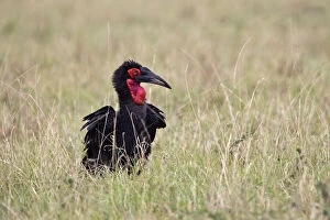 Southern Ground Hornbill or cafer (Bucorvus)