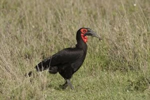 Southern Ground Hornbill - eating insect