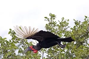 Images Dated 30th July 2010: Southern Ground Hornbill - in flight - Endemic in central and southern Africa