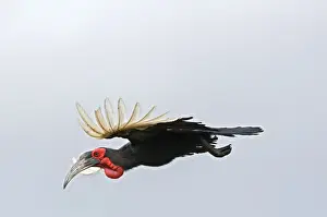 Hornbills Prints: Southern Ground Hornbill - in flight - Endemic in central and southern Africa