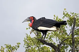 Hornbills Prints: Southern Ground Hornbill - perched in tree - Endemic in central and southern Africa