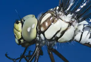 Compound Eyes Prints: Southern Hawker Dragonfly Close-up