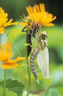 Images Dated 16th November 2005: Southern Hawker Dragonfly - emerged from nymph case