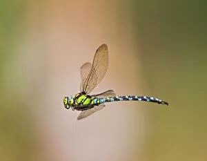 Images Dated 24th August 2010: Southern Hawker Dragonfly - female in flight - Bedfordshire UK 12231