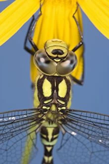 Southern Hawker Dragonfly - hanging on yellow flower