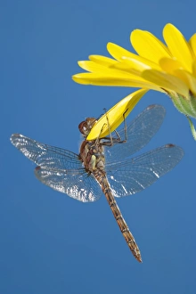 Images Dated 6th October 2005: Southern Hawker Dragonfly - hanging on yellow flower UK