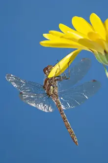 Southern Hawker Dragonfly - hanging on yellow flower UK