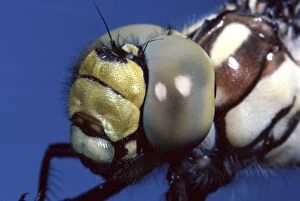 Images Dated 30th January 2014: Southern Hawker Dragonfly - Detail of the head