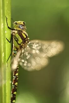 Aeshna Gallery: Southern Hawker Dragonfly, Norfolk UK