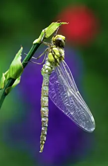 Southern Hawker Dragonfly USH 122 Aeshna cyanea © Duncan Usher / ARDEA LONDON