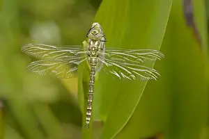 Hawker Prints: Southern Hawker - Freshly emerged adult dragonfly from aquatic nymph stage - England - UK - Very common in the southern